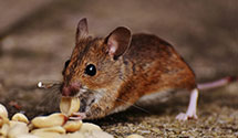 24 Hour & Emergency Exterminators in Greenfield, OH